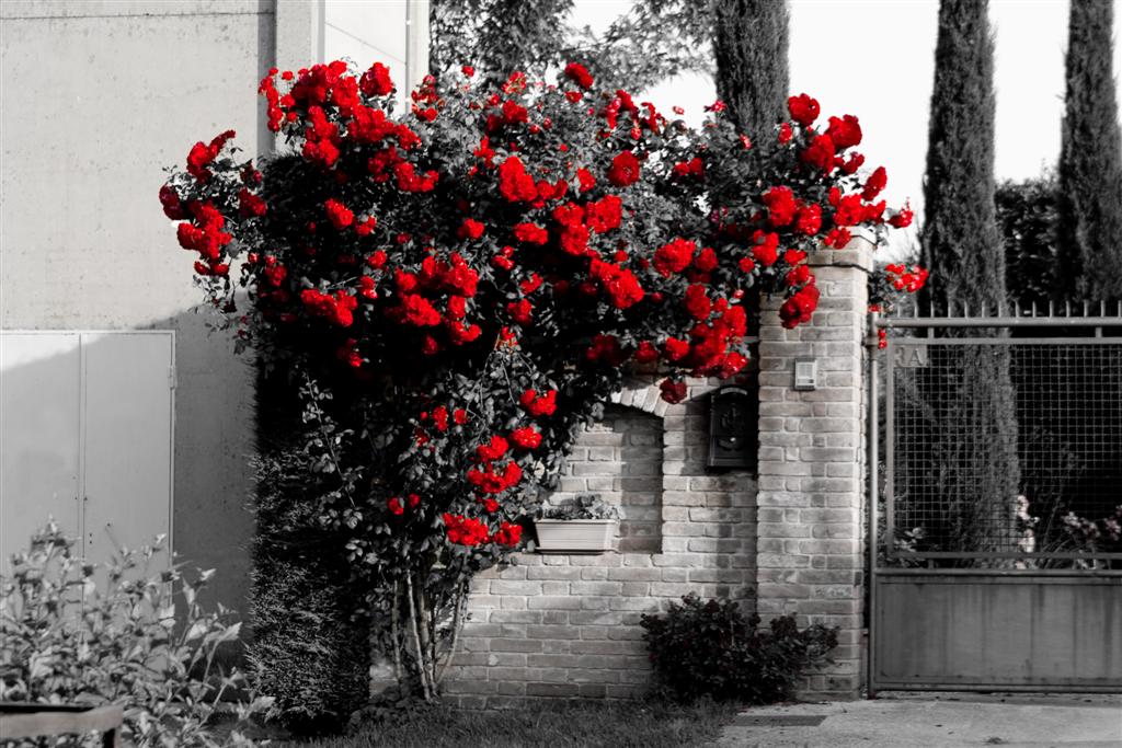 Rosso