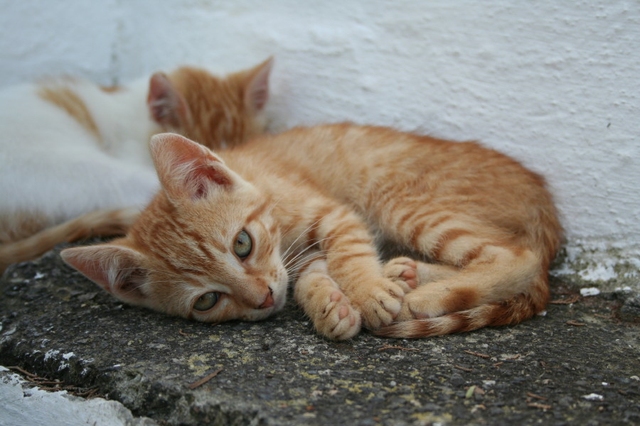 GATTO GRECO