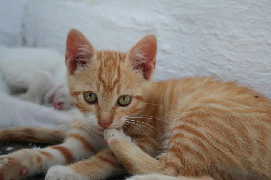 GATTO GRECO2