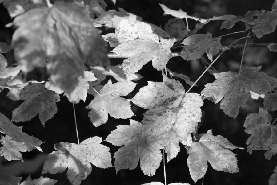 Foglie