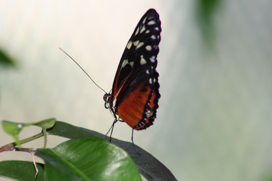 Farfalla3