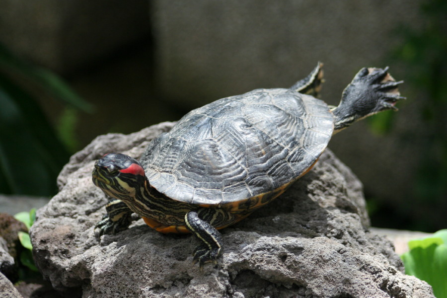 Tartaruga
