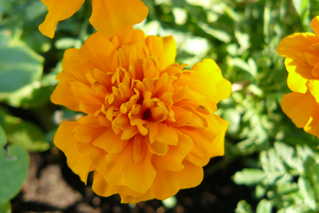 Prova macro
