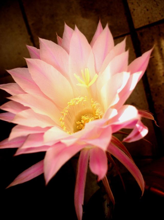 Fiore