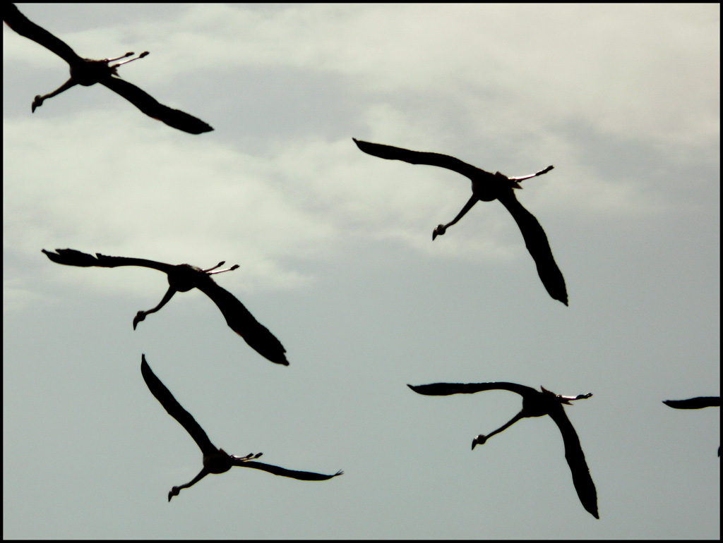 fenicotteri in controluce