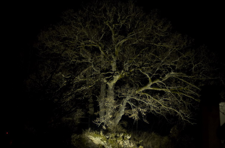 Quercia