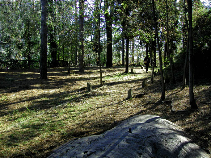 Enri nel bosco