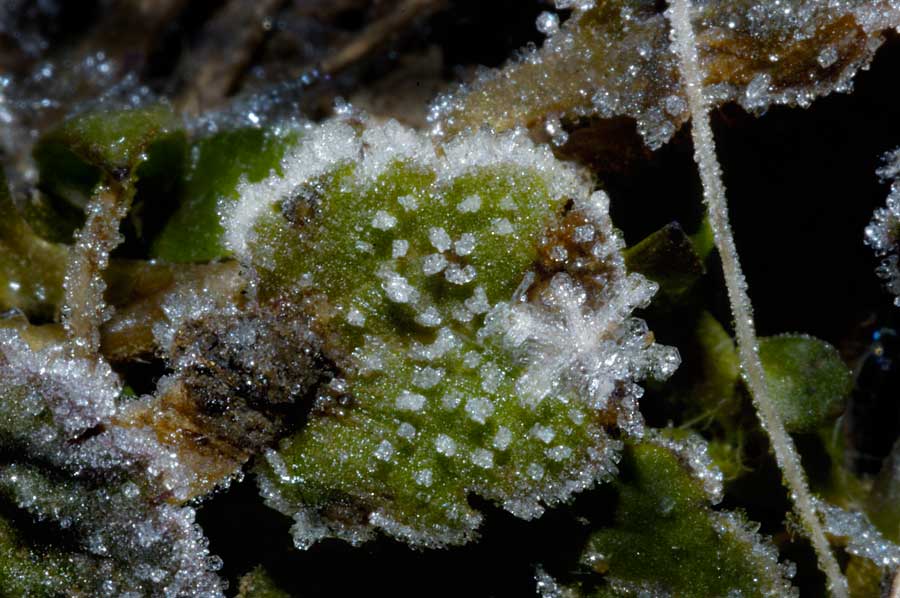 CRISTALLI DI NEVE