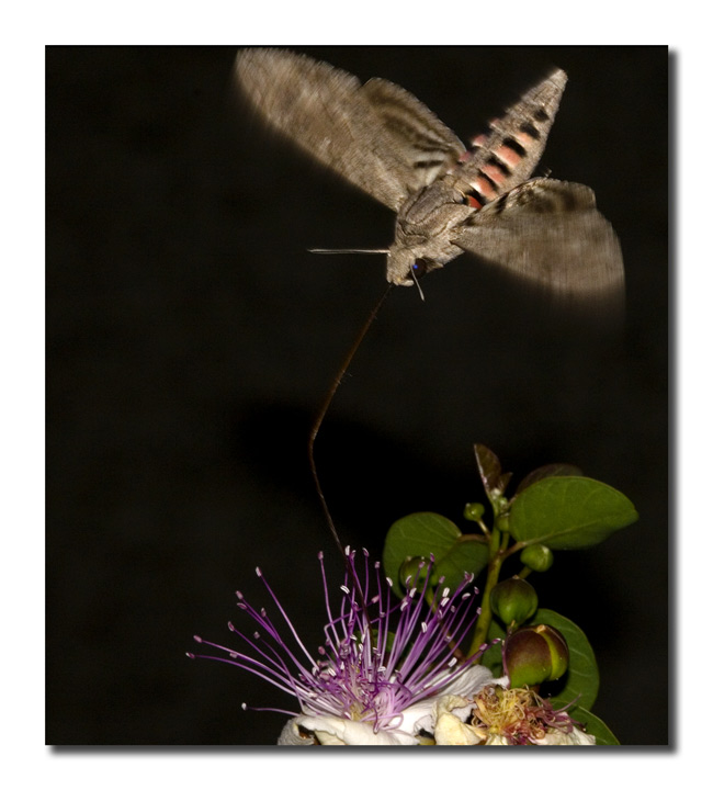 Agrius convolvuli/5