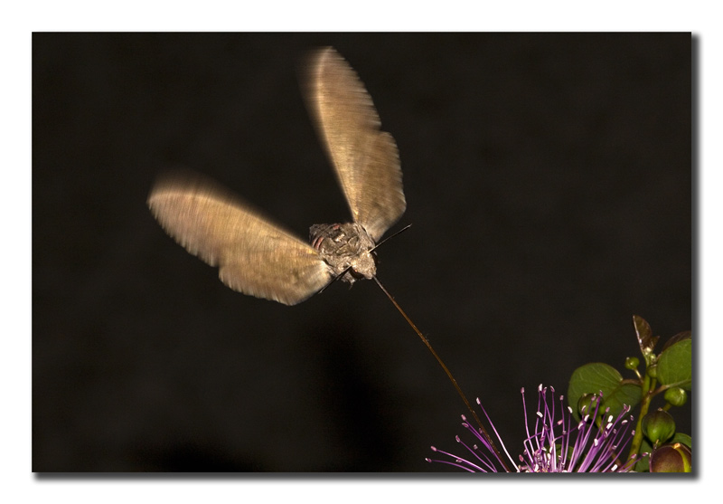 Agrius convolvuli/6