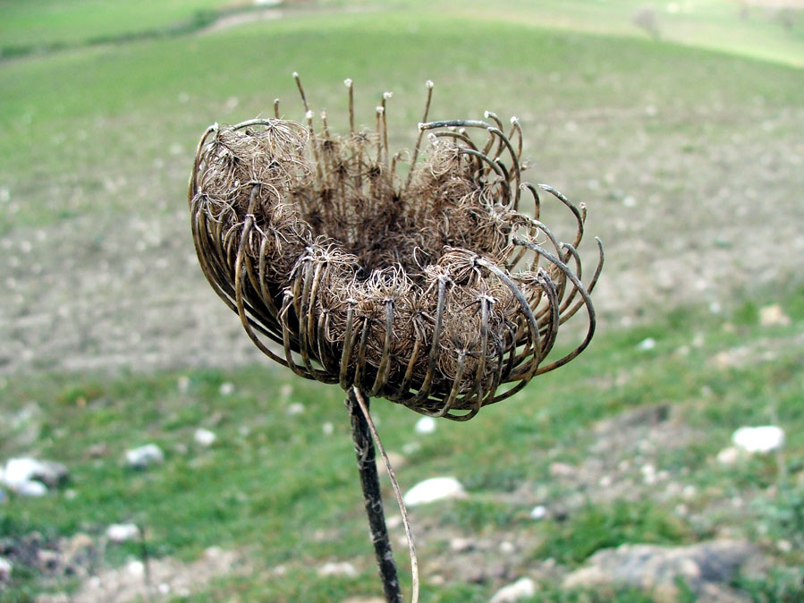 Fiore invernale
