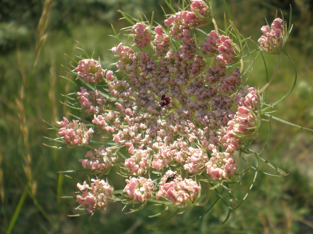 macro en plein air