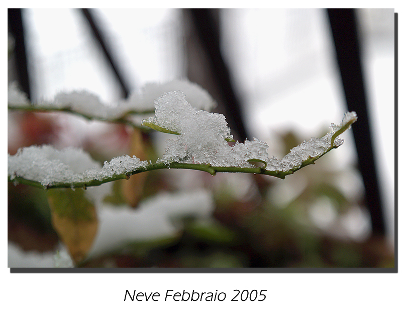 La neve