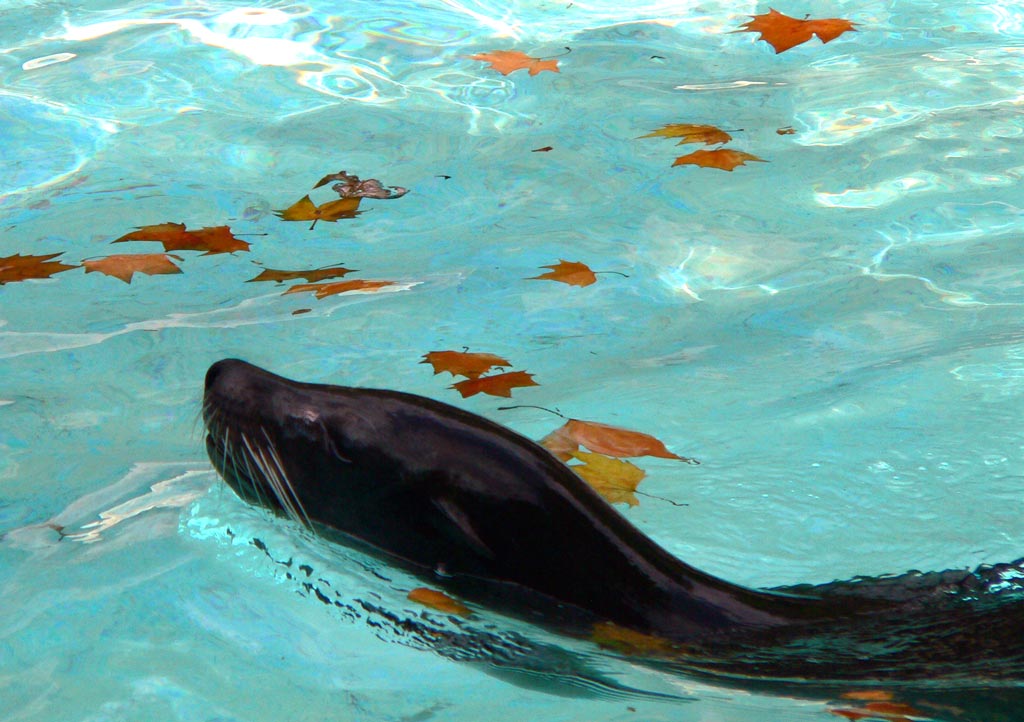 Foca