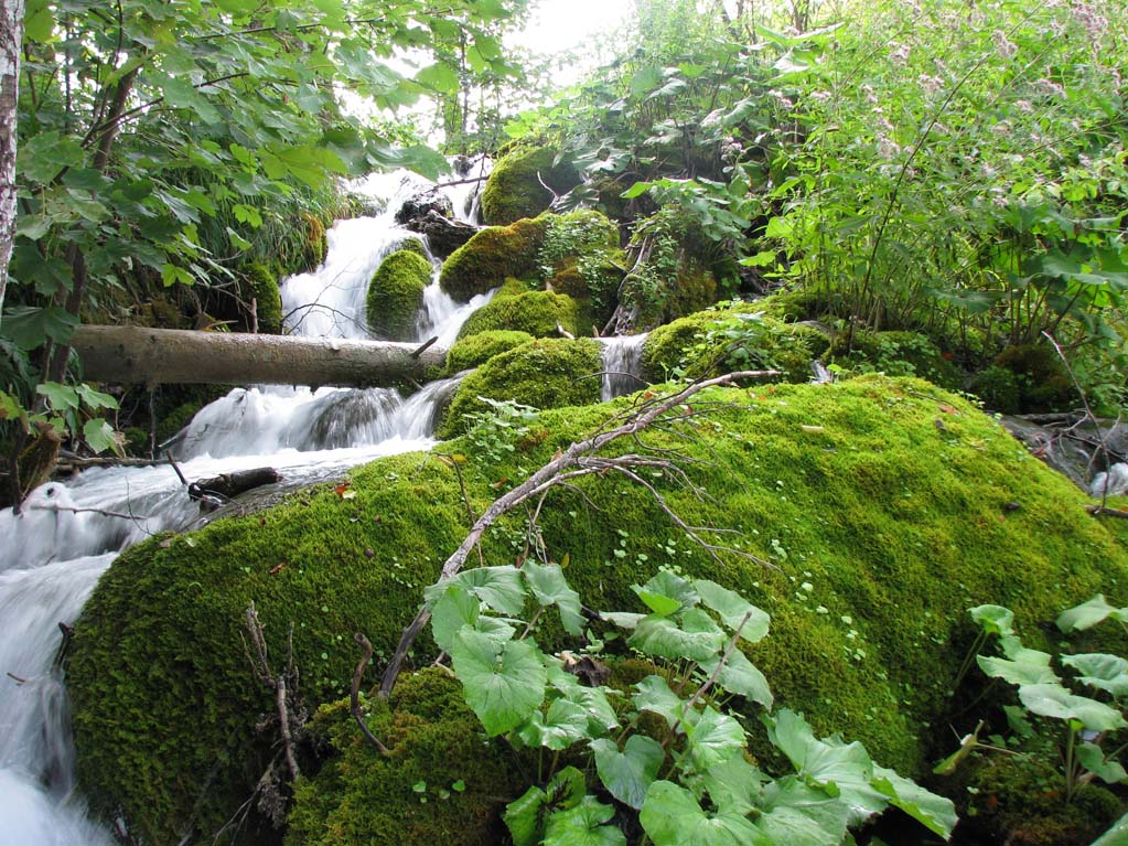 acqua e sottobosco