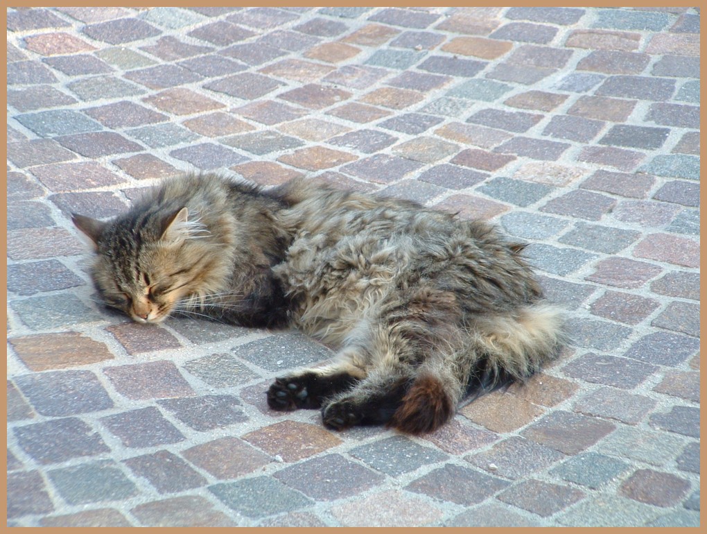 Pisolino