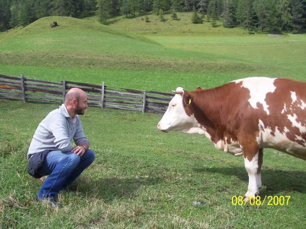 Alto Adige - mucca