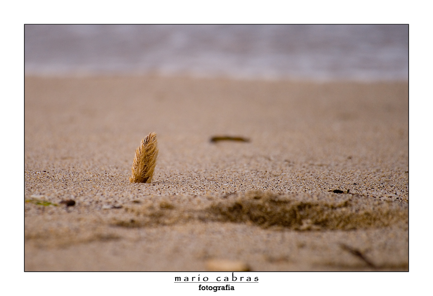 Mare...