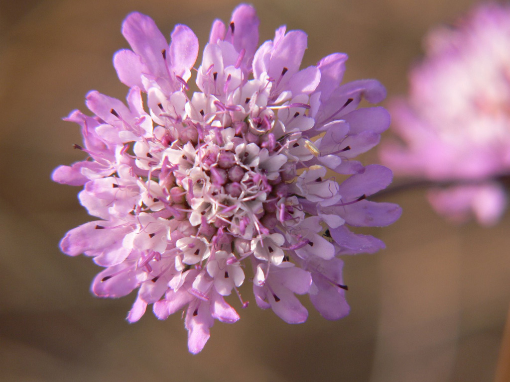 come i fiori del campo
