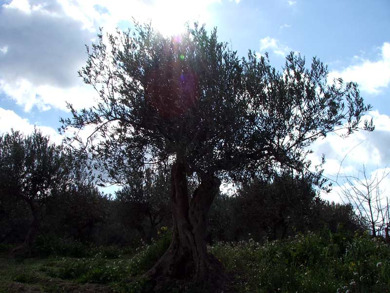 Albero davanti al sole