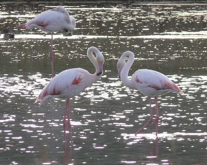 ancora una danza e poi a dormire...
