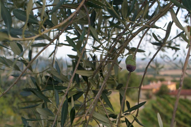 Ulivo