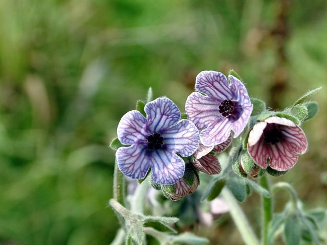fiori