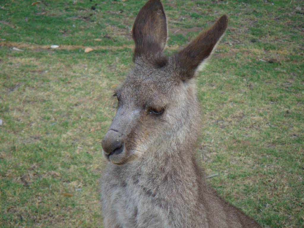 kangaroo