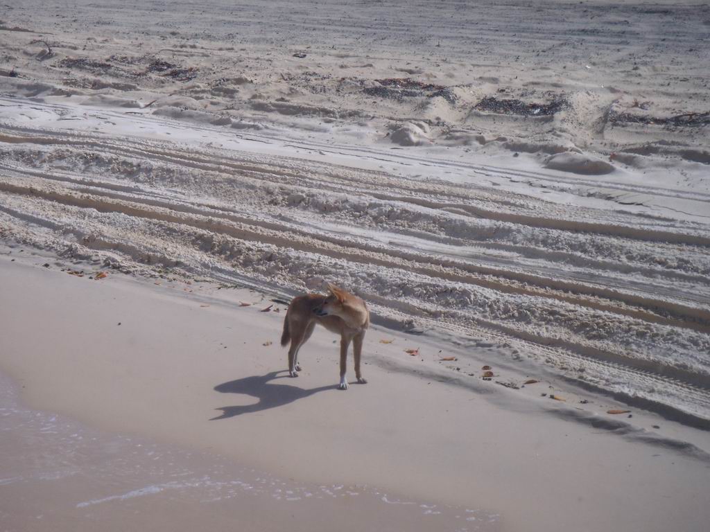 dingo a Fraser Island