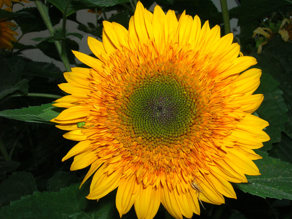 Girasole