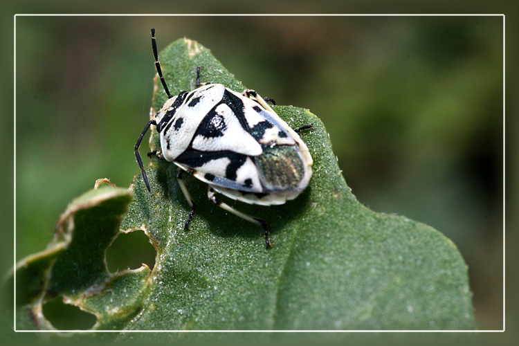 Hymenoptera ??