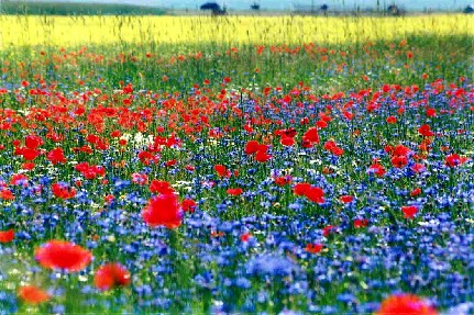 fiori2