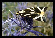 farfalla