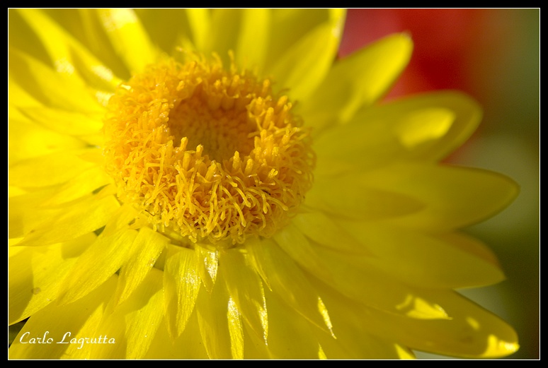 Potere giallo