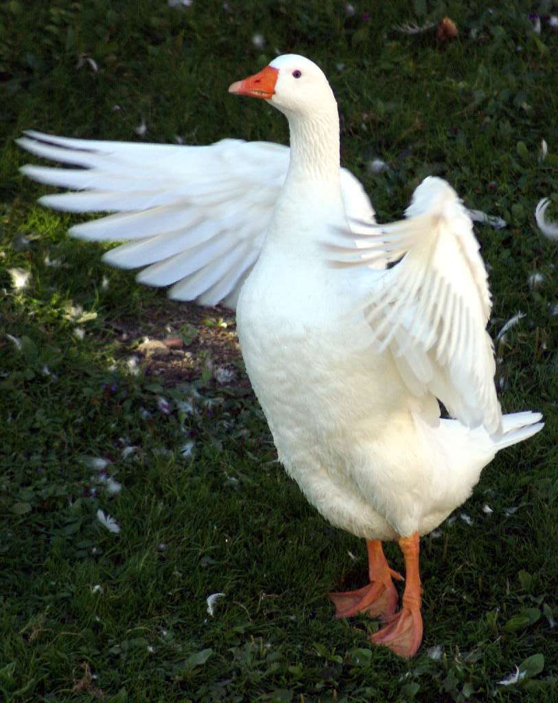amica