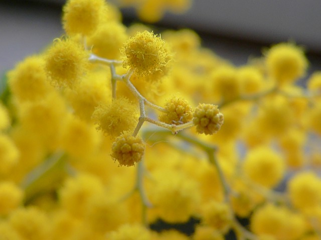 Mimosa