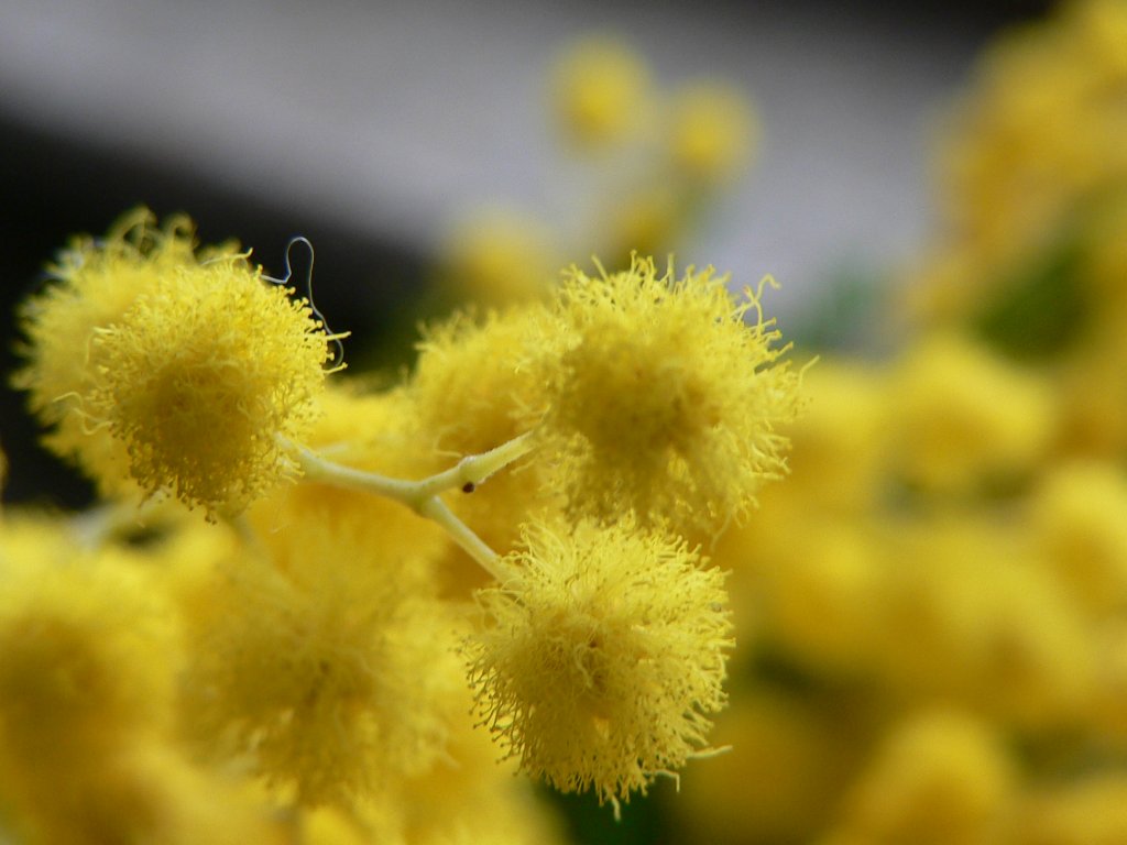 altra mimosa...
