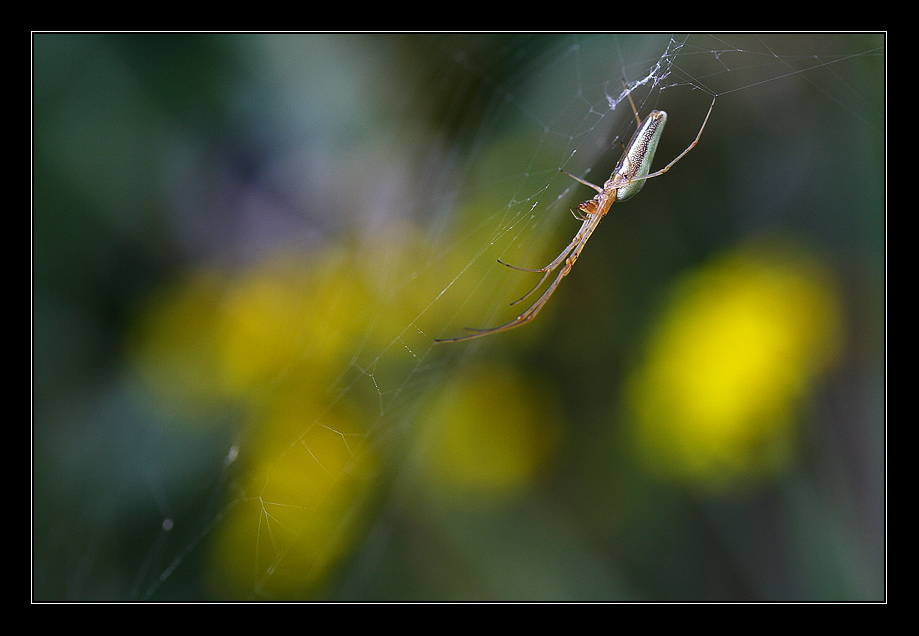 The net