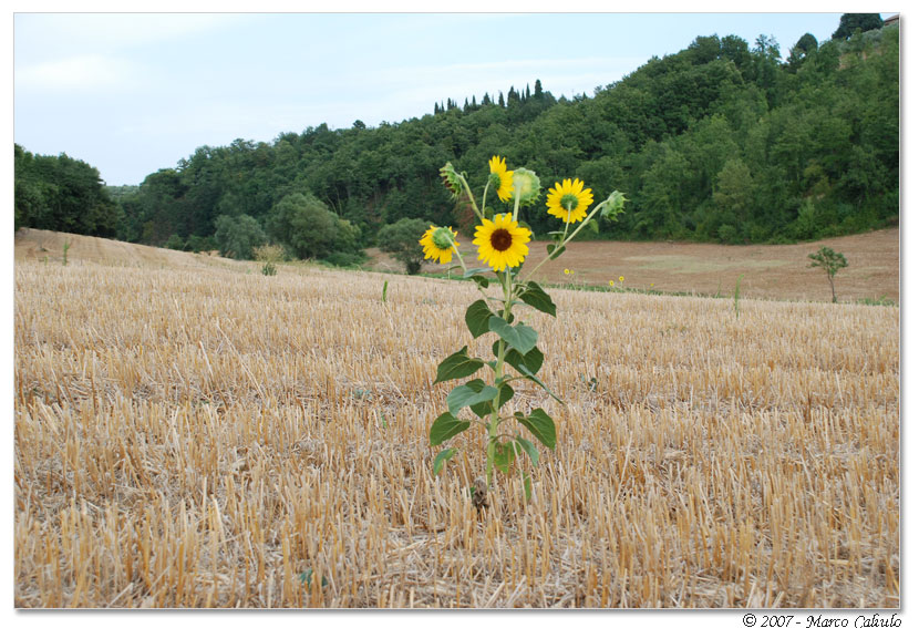 Girasoli #2