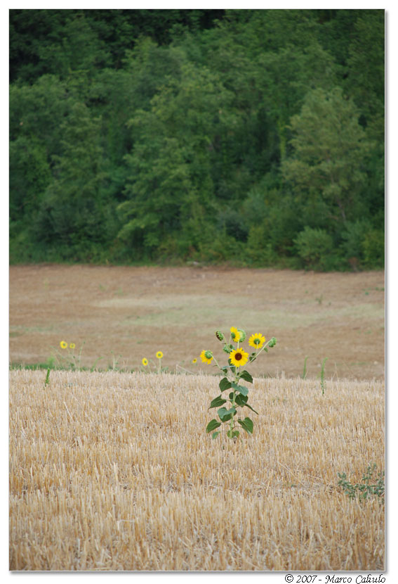 Girasoli #3