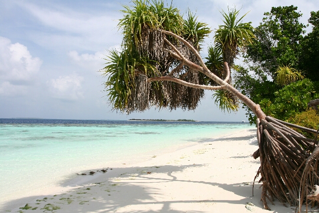 Maldive