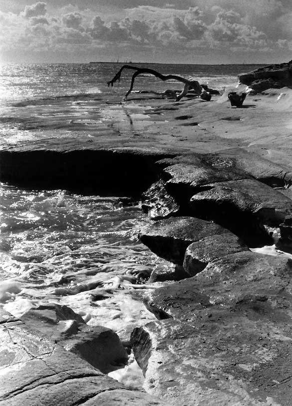 mare e tronco