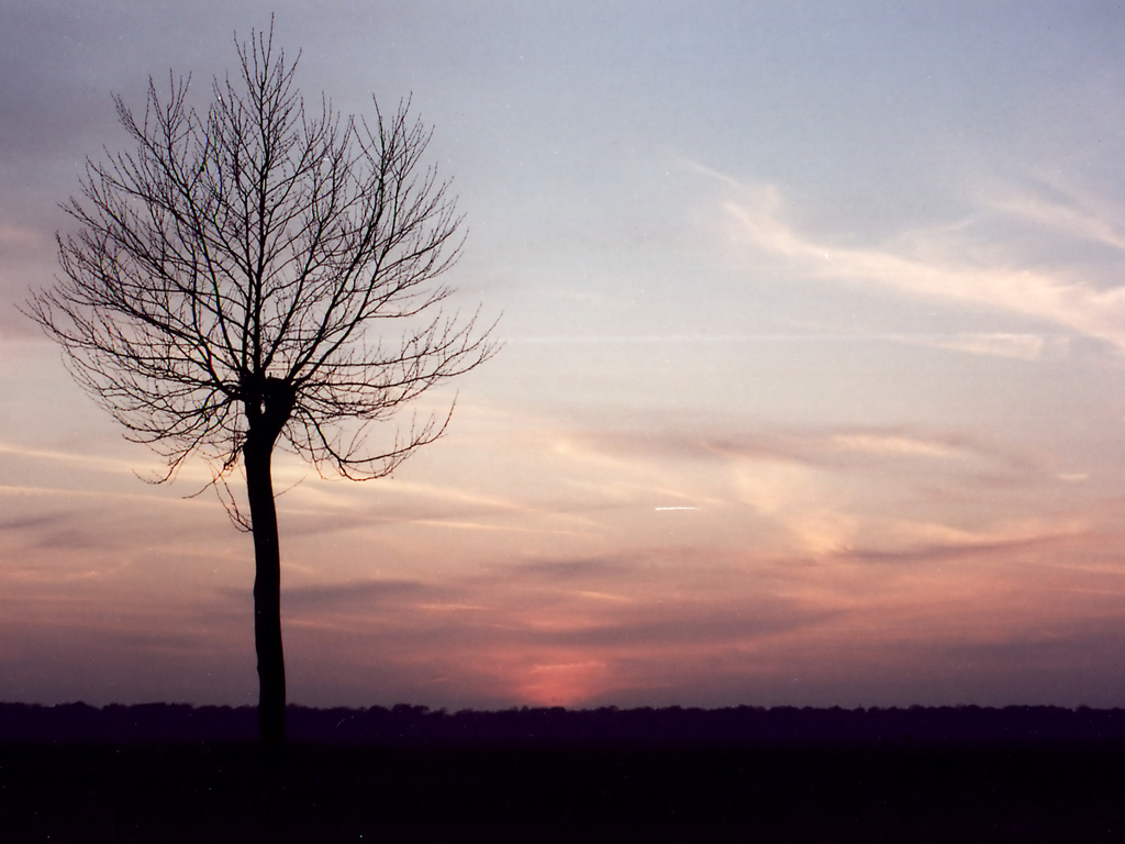 Albero solitario
