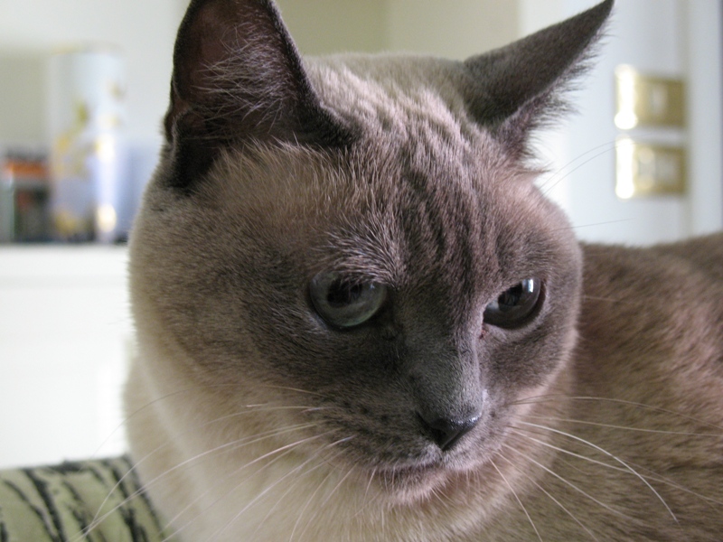 Micia