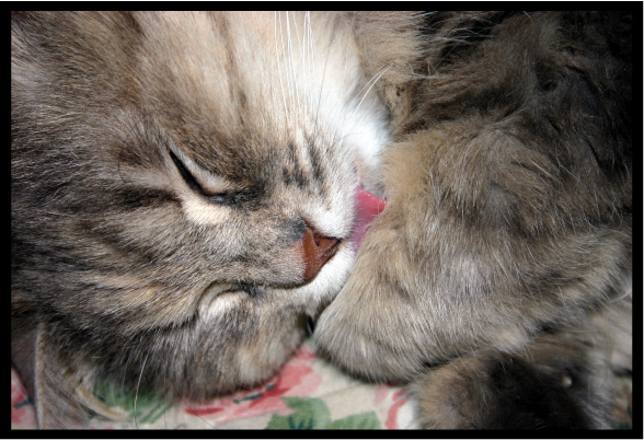 dolce dormire