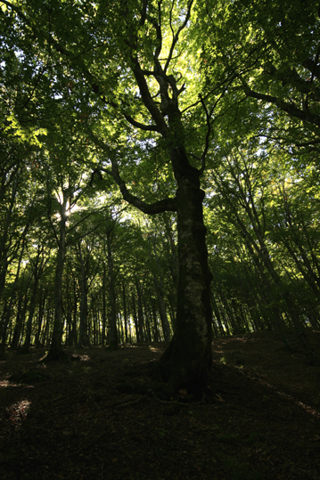 alberi4