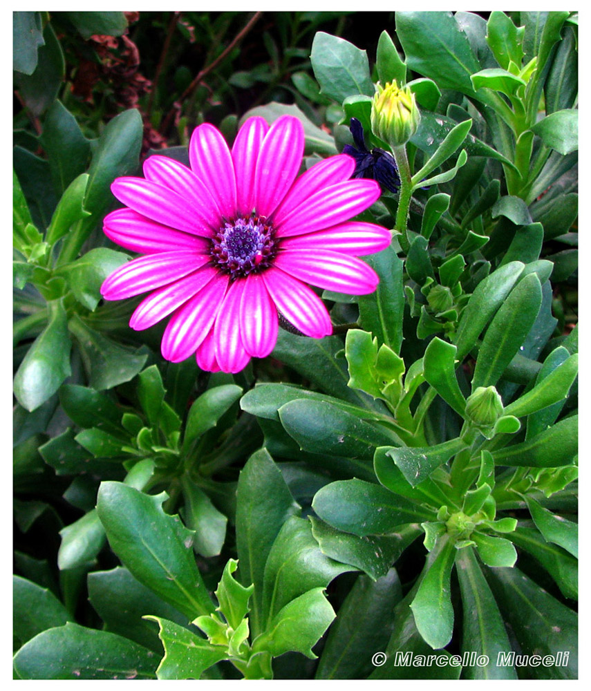 fiore2