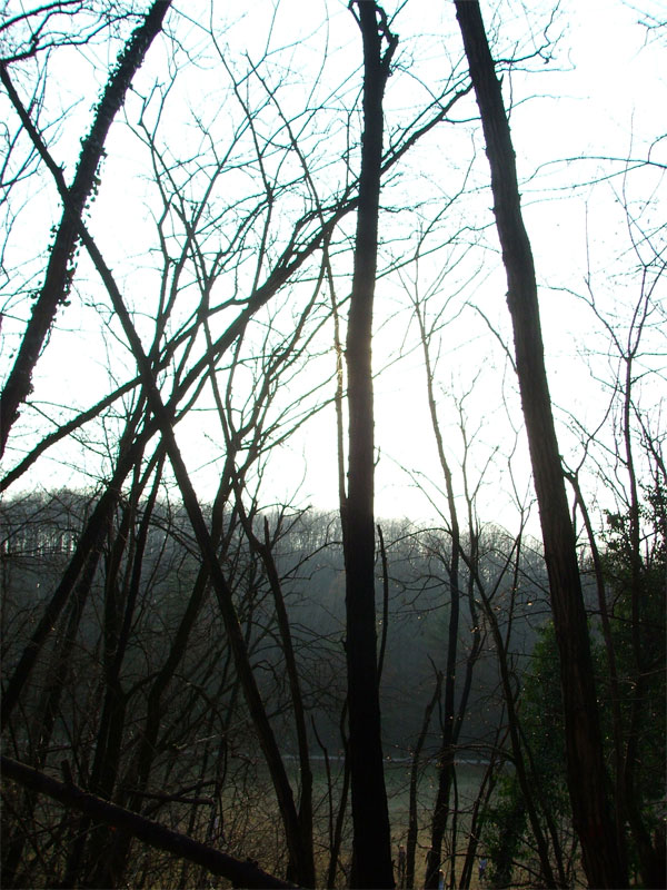 bosco1