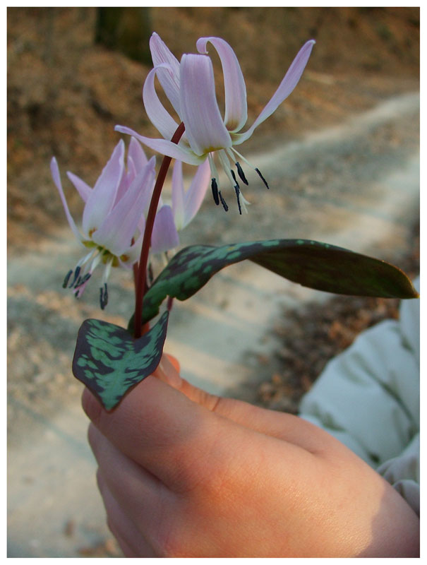 fiore