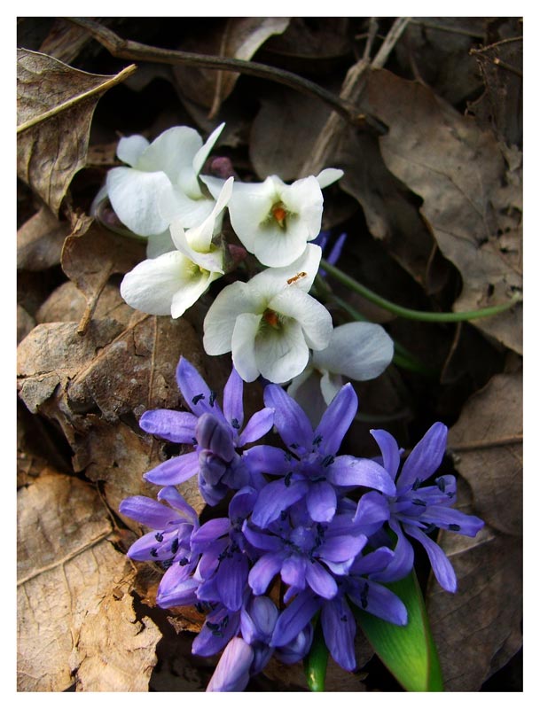 flowers